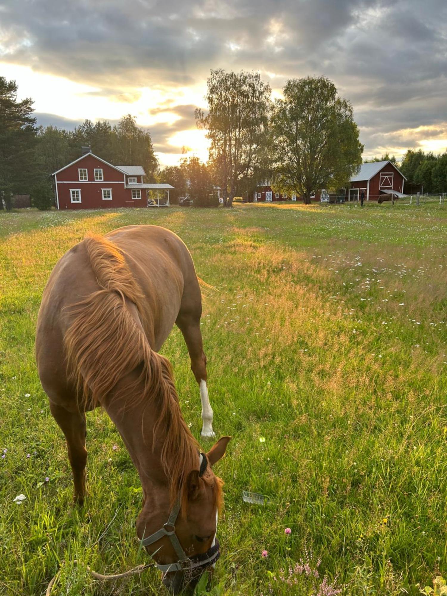 Hus I Ljuset Villa Näsåker Eksteriør bilde
